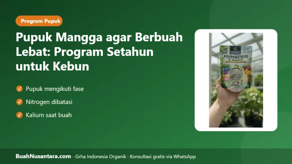 Pupuk mangga agar berbuah lebat