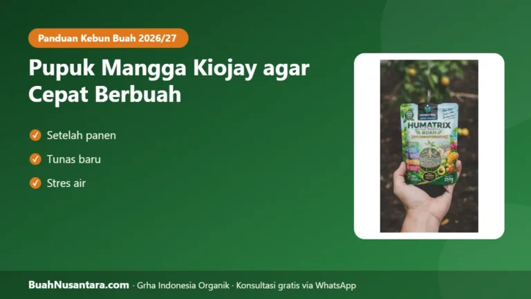 KIOJAY Cepat Berbuah! Pola Pupuk Mangga Kiojay per Fase untuk Tabulampot dan Kebun