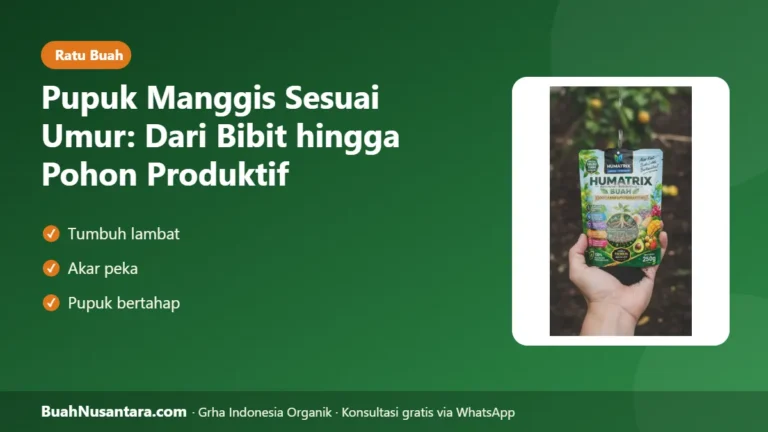 MANGGIS Tumbuh Lambat? Pupuk Manggis Sesuai Umur dari Bibit hingga Pohon Produktif