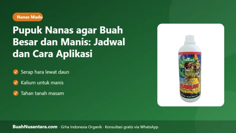 NANAS Besar & Manis! Jadwal Pupuk Nanas dan Rahasia Aplikasi lewat Daun