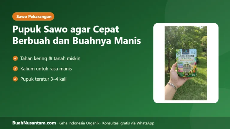 SAWO Cepat Berbuah & Manis! Jenis, Jadwal, dan Cara Pemupukan Pohon Sawo