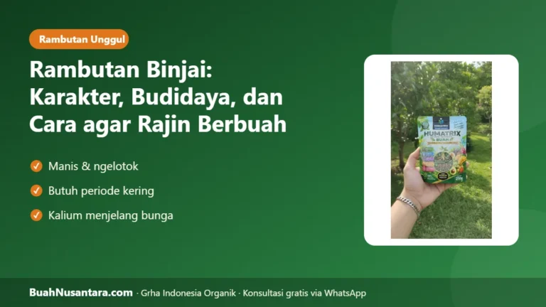 MANIS & NGELOTOK! Rambutan Binjai: Budidaya dan Cara agar Rajin Berbuah
