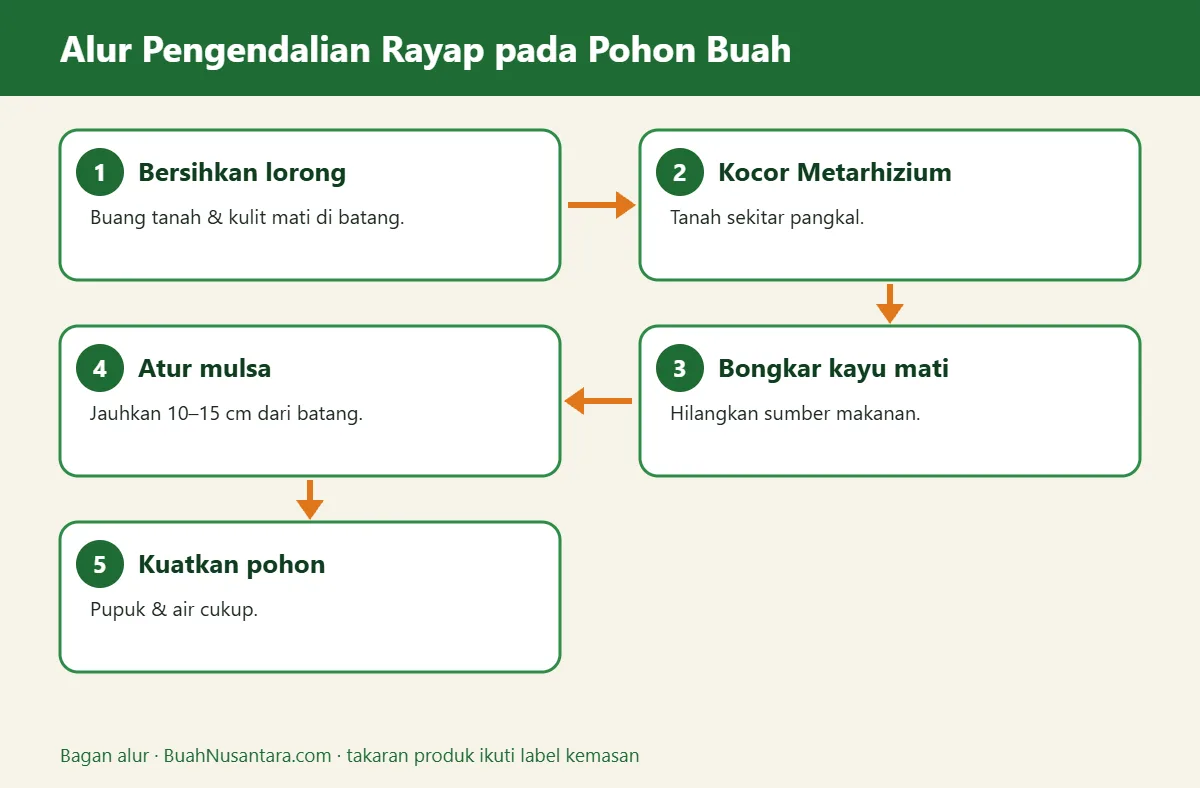 Bagan alur rayap pada pohon buah