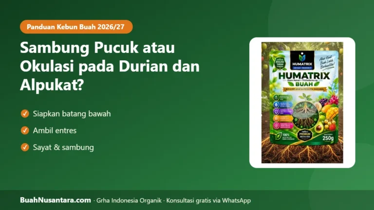 JANGAN Salah Pilih Bibit! Sambung Pucuk atau Okulasi Durian & Alpukat, Mana yang Lebih Cepat Berbuah?