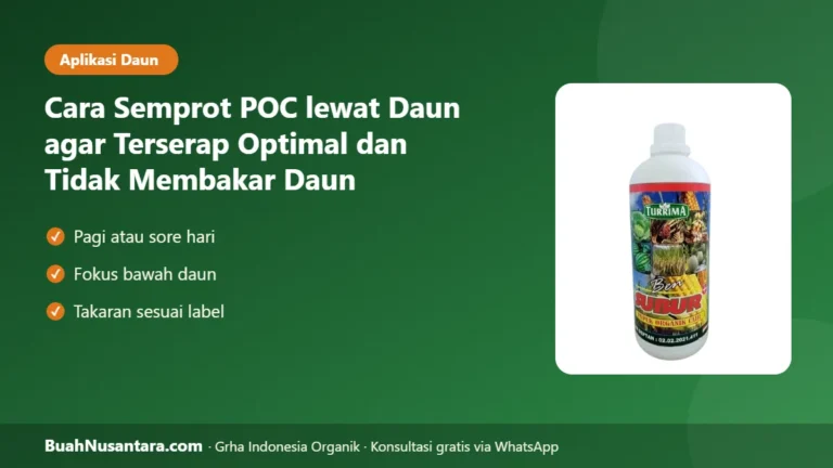 DAUN Terbakar karena Salah Semprot? Cara Semprot POC lewat Daun agar Terserap Optimal
