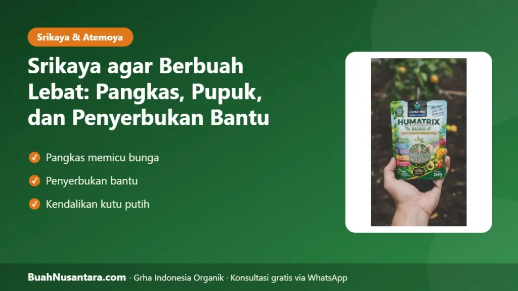 Srikaya agar berbuah