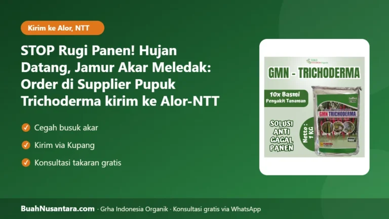STOP Rugi Panen! Hujan Datang, Jamur Akar Meledak: Order di Supplier Pupuk Trichoderma kirim ke Alor-NTT
