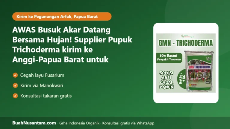 AWAS Busuk Akar Datang Bersama Hujan! Supplier Pupuk Trichoderma kirim ke Anggi-Papua Barat untuk Petani Sayuran di Pegunungan Arfak