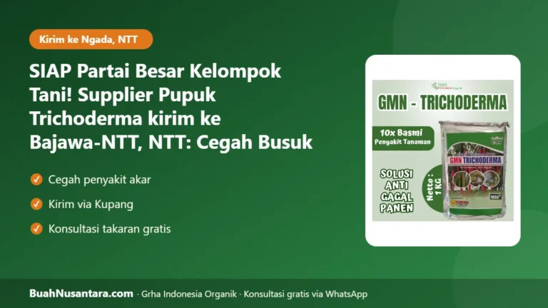 SIAP Partai Besar Kelompok Tani! Supplier Pupuk Trichoderma kirim ke Bajawa-NTT, NTT: Cegah Busuk Akar Musim Hujan 2026/27