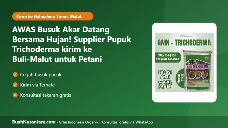 AWAS Busuk Akar Datang Bersama Hujan! Supplier Pupuk Trichoderma kirim ke Buli-Malut untuk Petani Kelapa di Halmahera Timur