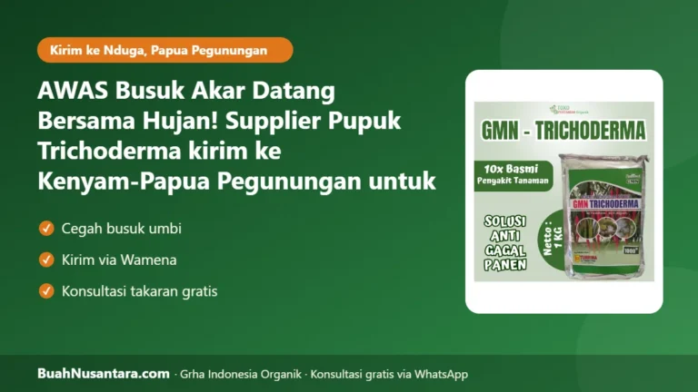 AWAS Busuk Akar Datang Bersama Hujan! Supplier Pupuk Trichoderma kirim ke Kenyam-Papua Pegunungan untuk Petani Ubi Kayu dan Ubi Jalar di Nduga