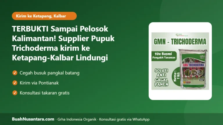 TERBUKTI Sampai Pelosok Kalimantan! Supplier Pupuk Trichoderma kirim ke Ketapang-Kalbar Lindungi Kelapa Sawit dari Busuk Pangkal Batang