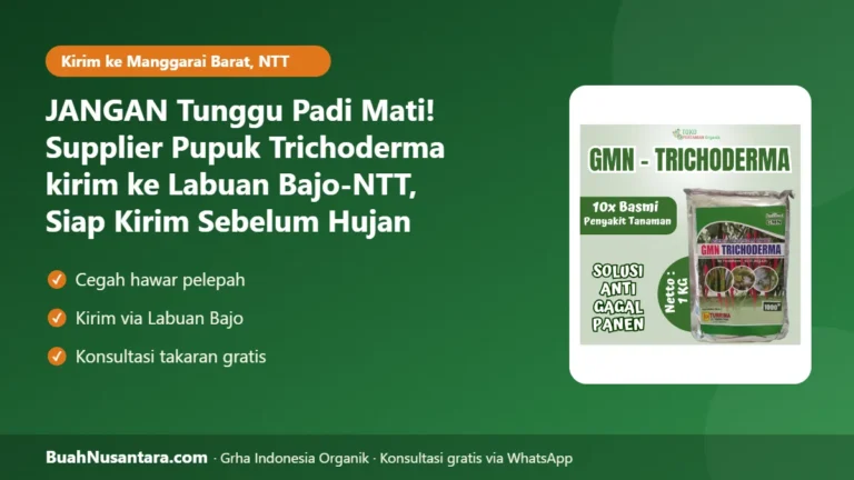 JANGAN Tunggu Padi Mati! Supplier Pupuk Trichoderma kirim ke Labuan Bajo-NTT, Siap Kirim Sebelum Hujan Rutin