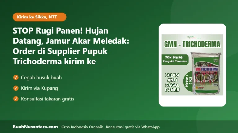 STOP Rugi Panen! Hujan Datang, Jamur Akar Meledak: Order di Supplier Pupuk Trichoderma kirim ke Maumere-NTT