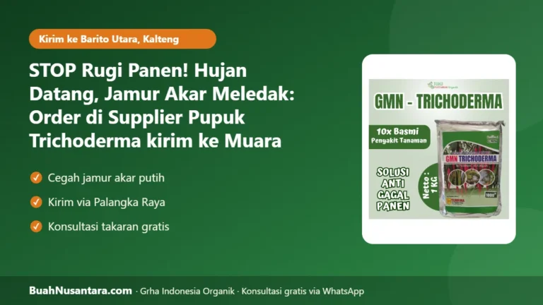 STOP Rugi Panen! Hujan Datang, Jamur Akar Meledak: Order di Supplier Pupuk Trichoderma kirim ke Muara Teweh-Kalteng