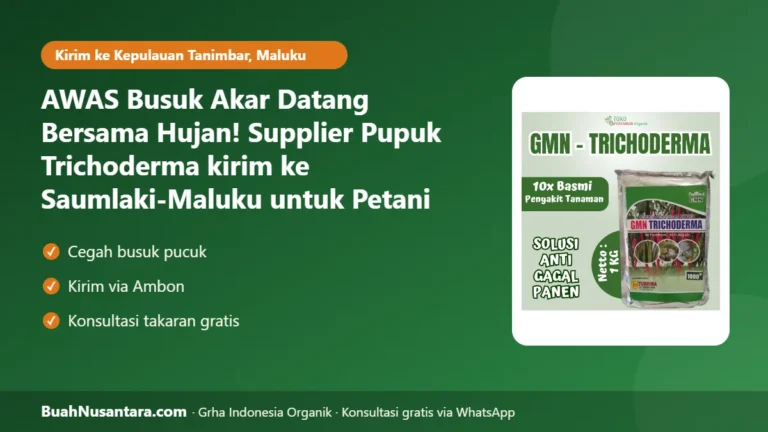 AWAS Busuk Akar Datang Bersama Hujan! Supplier Pupuk Trichoderma kirim ke Saumlaki-Maluku untuk Petani Kelapa di Kepulauan Tanimbar