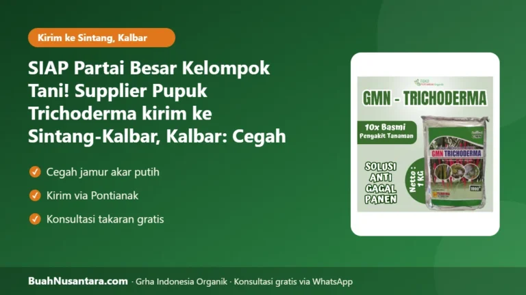 SIAP Partai Besar Kelompok Tani! Supplier Pupuk Trichoderma kirim ke Sintang-Kalbar, Kalbar: Cegah Busuk Akar Musim Hujan 2026/27