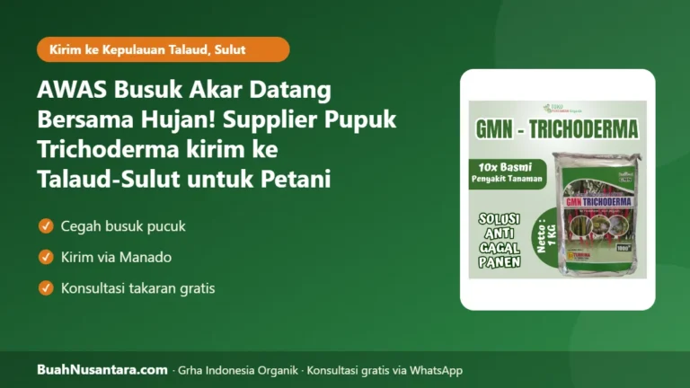 AWAS Busuk Akar Datang Bersama Hujan! Supplier Pupuk Trichoderma kirim ke Talaud-Sulut untuk Petani Kelapa di Kepulauan Talaud