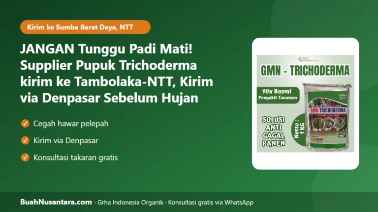 JANGAN Tunggu Padi Mati! Supplier Pupuk Trichoderma kirim ke Tambolaka-NTT, Kirim via Denpasar Sebelum Hujan Rutin