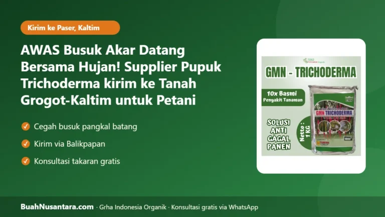 AWAS Busuk Akar Datang Bersama Hujan! Supplier Pupuk Trichoderma kirim ke Tanah Grogot-Kaltim untuk Petani Kelapa Sawit di Paser