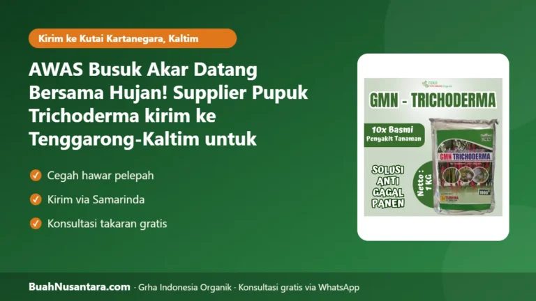 AWAS Busuk Akar Datang Bersama Hujan! Supplier Pupuk Trichoderma kirim ke Tenggarong-Kaltim untuk Petani Padi di Kutai Kartanegara