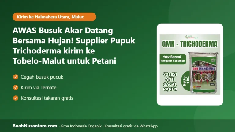 AWAS Busuk Akar Datang Bersama Hujan! Supplier Pupuk Trichoderma kirim ke Tobelo-Malut untuk Petani Kelapa di Halmahera Utara