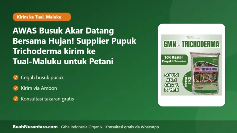 AWAS Busuk Akar Datang Bersama Hujan! Supplier Pupuk Trichoderma kirim ke Tual-Maluku untuk Petani Kelapa di Tual