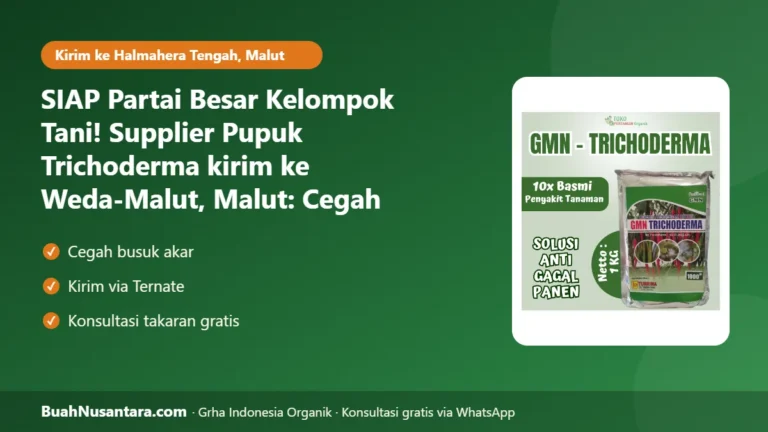 SIAP Partai Besar Kelompok Tani! Supplier Pupuk Trichoderma kirim ke Weda-Malut, Malut: Cegah Busuk Akar Musim Hujan 2026/27