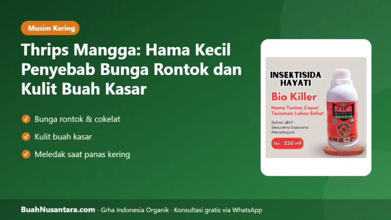 HAMA Kecil Rugi Besar! Thrips Mangga Bikin Bunga Rontok dan Kulit Buah Kasar Saat Kemarau