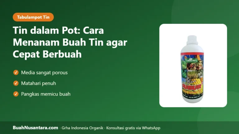 BUAH TIN Cepat Berbuah di Pot! Cara Menanam, Merawat, dan Memangkasnya