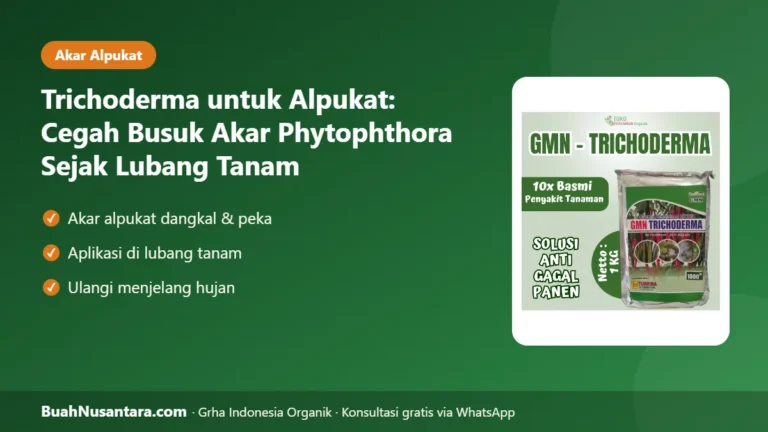 AKAR Alpukat Busuk? Trichoderma untuk Alpukat Cegah Phytophthora Sejak Lubang Tanam