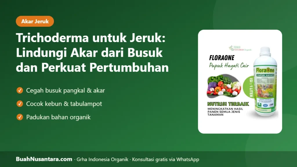 Trichoderma untuk jeruk