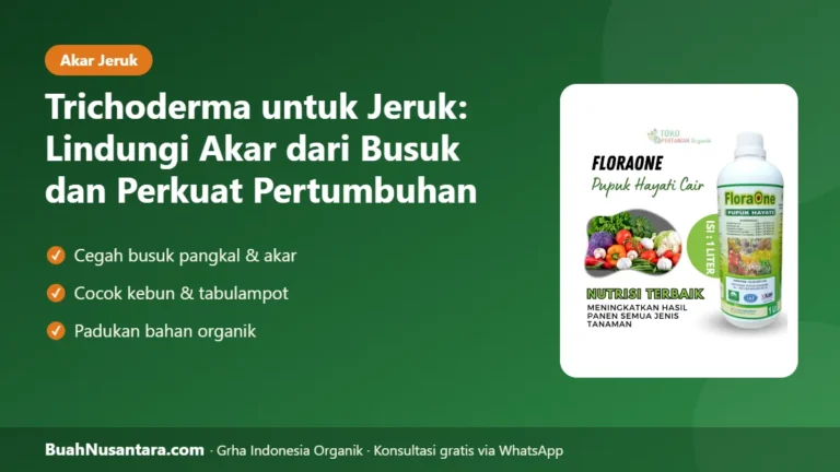 LINDUNGI Akar Jeruk! Trichoderma untuk Jeruk Cegah Busuk Pangkal dan Perkuat Pertumbuhan