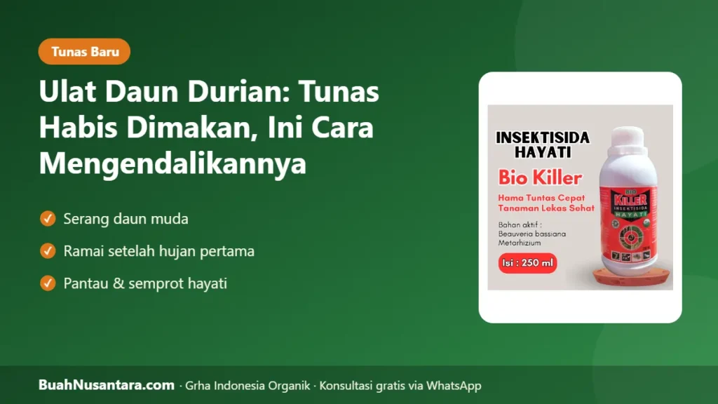 Ulat daun durian