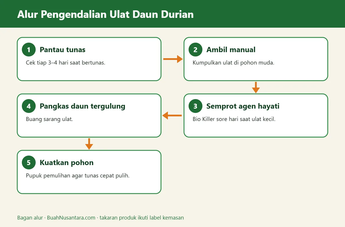 Bagan alur ulat daun durian