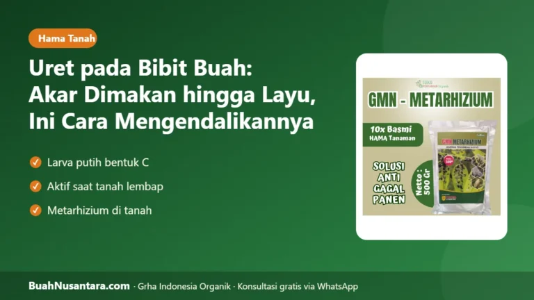 BIBIT Layu Mendadak? Uret Memakan Akar, Kendalikan dengan Metarhizium Sebelum Terlambat