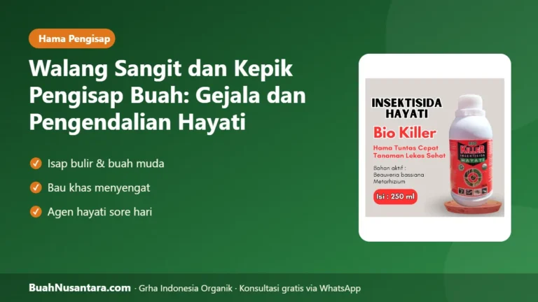 BULIR Hampa Buah Cacat! Walang Sangit & Kepik Pengisap: Gejala dan Pengendalian Hayati