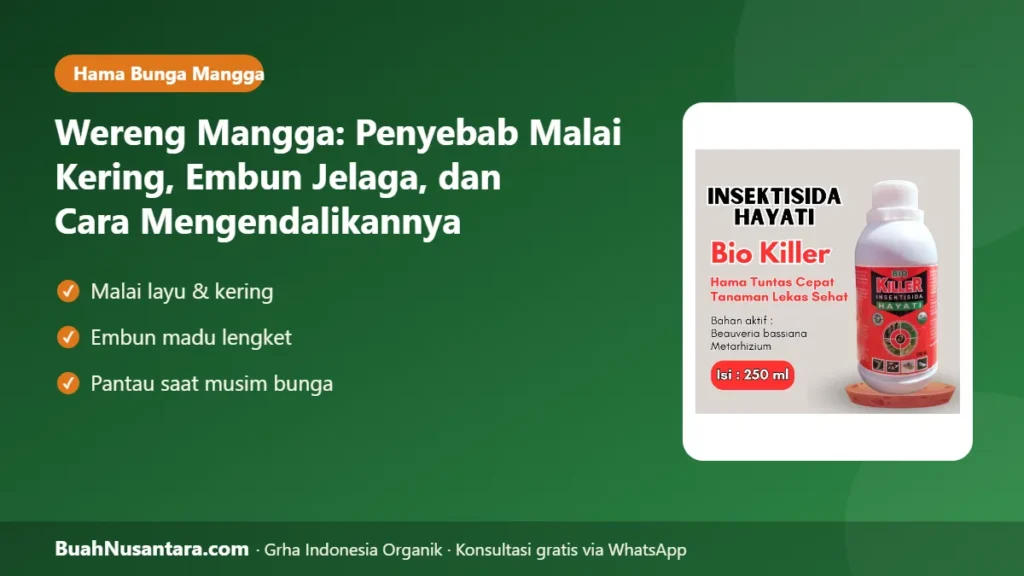 Wereng mangga